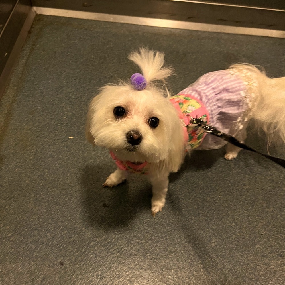 Meet your Posher, Tee